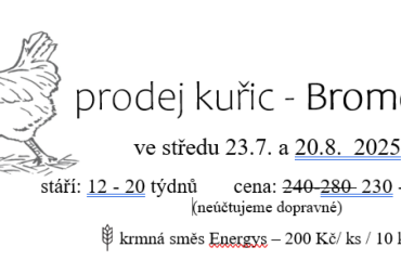 Prodej kuřic